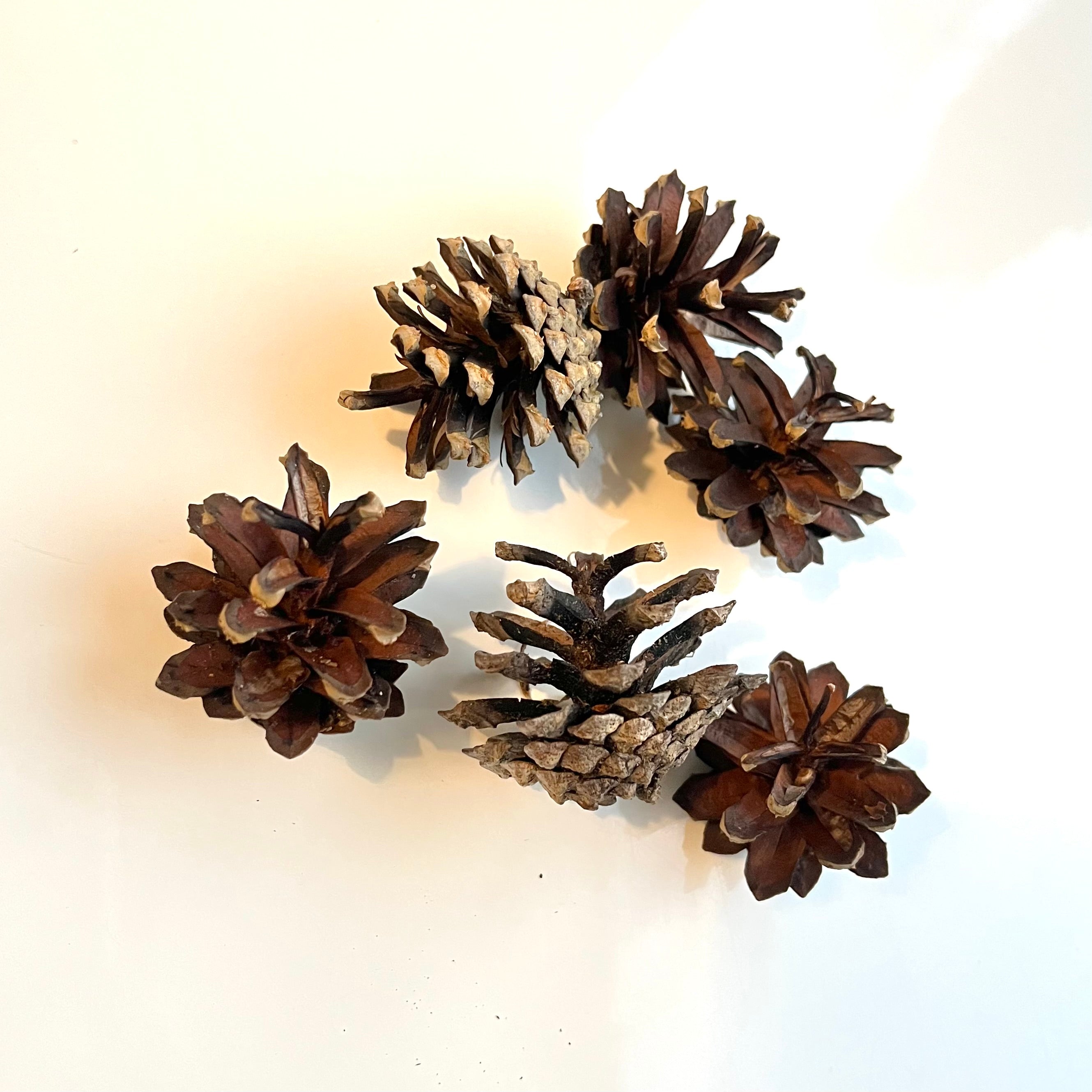 Suomalainen käpy – Huiskilopuoti